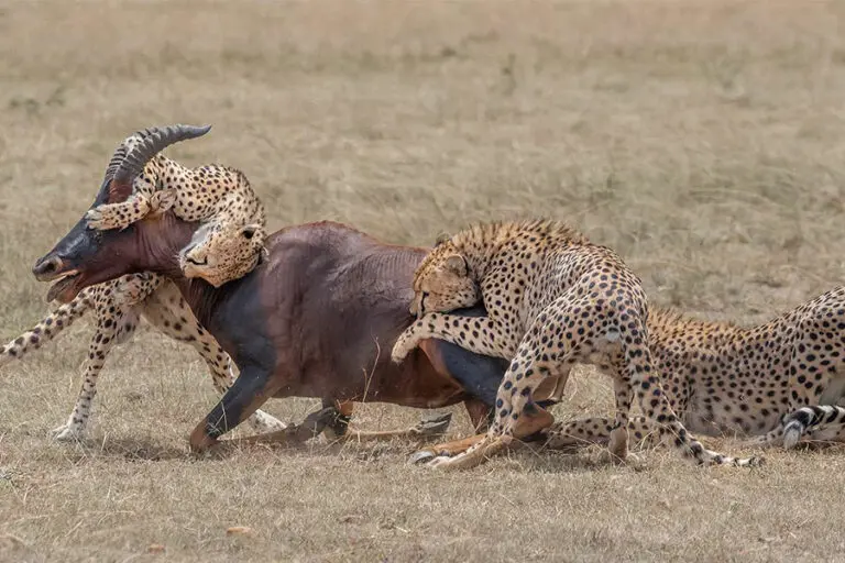 Predator action near Porini Lion Camp.