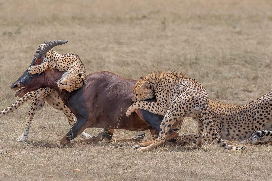 Porini-Lion-Camp-Cheetahs-on-the-hunt
