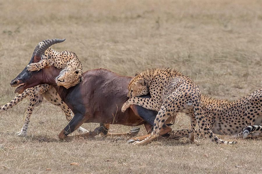 Predator action near Porini Lion Camp.