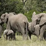 El Porini Lion Camp se encuentra en una reserva privada del Masai Mara conocida por su densidad de animales, ¡incluidos los elefantes!