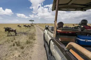 Porini-Lion-Camp_1