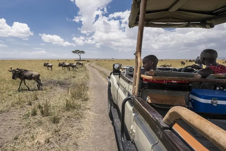 Porini-Lion-Camp_1