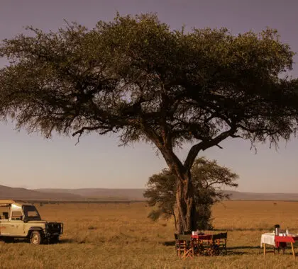 Porini-Mara-Camp-Bush_Breakfast