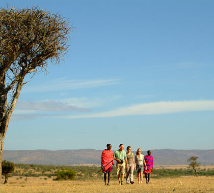 Walk through the wilderness areas of the Mara with Masaai warriors.