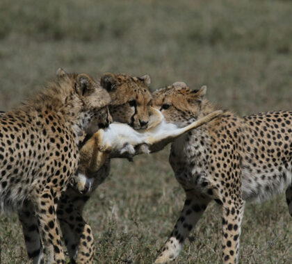 Cheetahs with their prey.