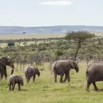 Avistamiento de elefantes.