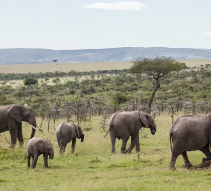 Porini-Mara-Camp-elephants