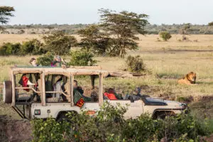 A lion sighting while on a game drive.