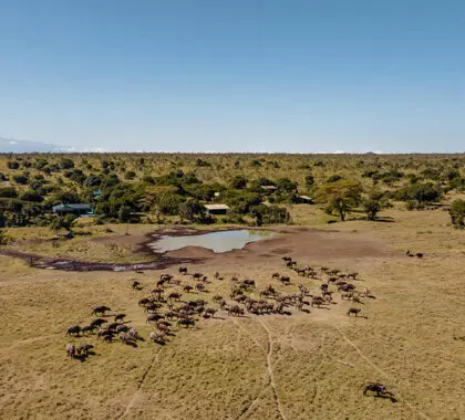 Aerial view of Porini Rhino Camp.