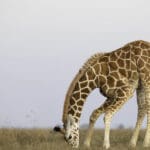 Excelente avistamiento de animales. 