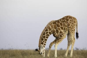 Excelente avistamiento de animales. 