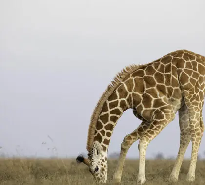Excelente avistamiento de animales. 