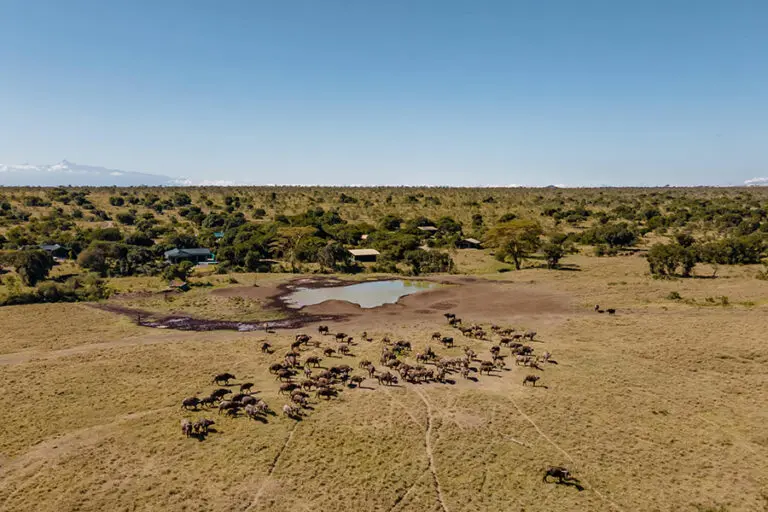Buffalo herds in front of the camp.
