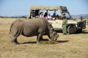 Infórmese sobre la conservación del rinoceronte en Ol Pejeta Conservancy.