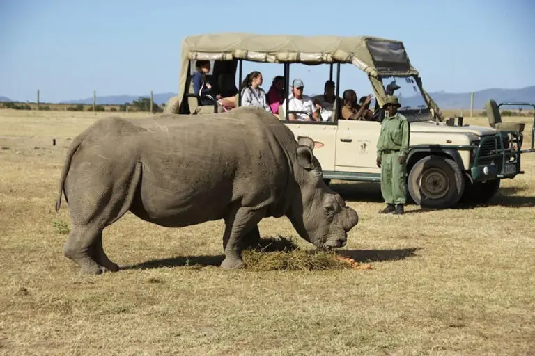 Learn about the rhino conservation in Ol Pejeta Conservancy.