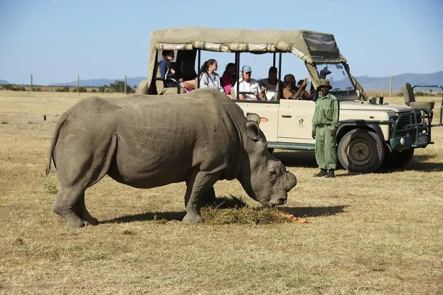 Infórmese sobre la conservación del rinoceronte en Ol Pejeta Conservancy.