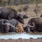 Los búfalos disfrutan de un descanso en la charca frente al campamento.