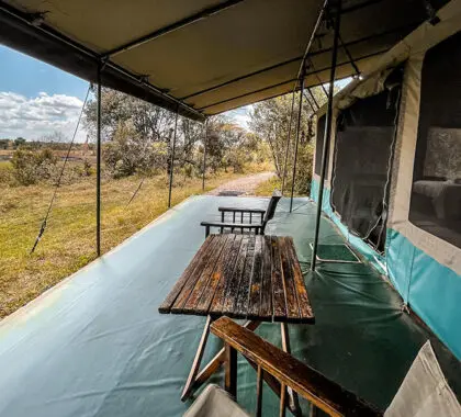 Game viewing from your tent.