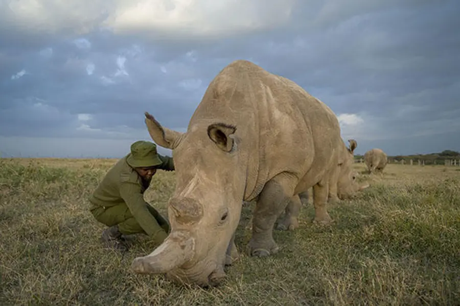 porini-rhino-camp-ol_pejeta-northern-white-rhinos
