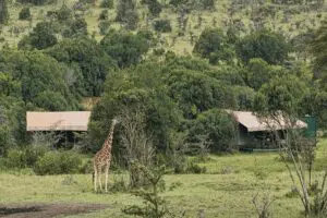 Porini Rhino Camp is peacefully located in a 90,000 acre wildlife conservancy