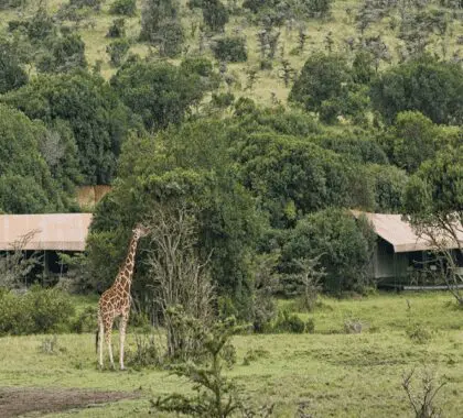 Porini Rhino Camp is peacefully located in a 90,000 acre wildlife conservancy