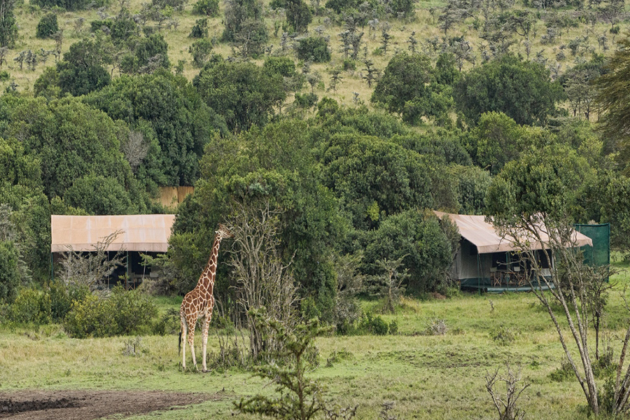 A giraffe looks for edible trees in front of tents at Porini Rhino Camp | Go2Africa