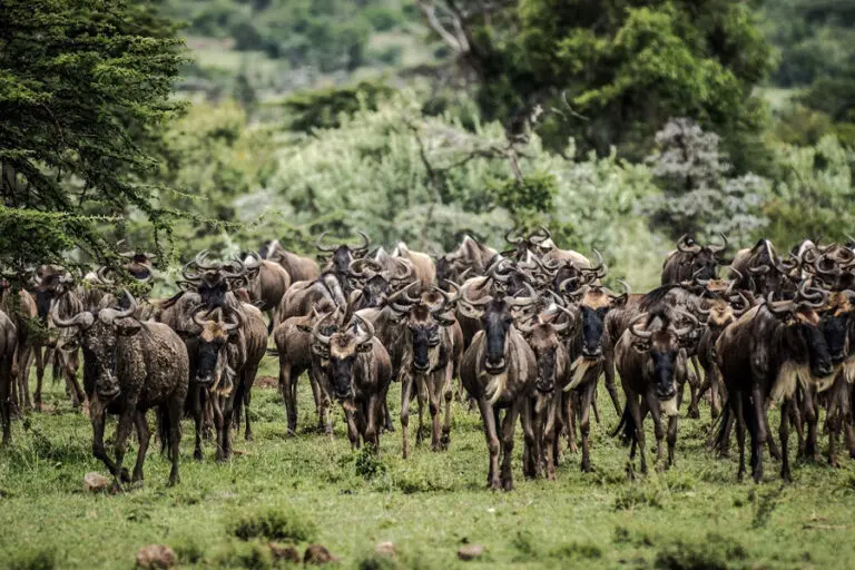 Wildlife