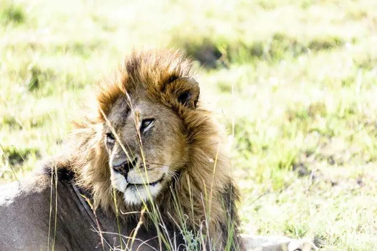 Predator sighting with Olanana Lodge.