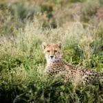 Avistamiento de depredadores cerca del Sanctuary Kichakani Serengeti Camp.