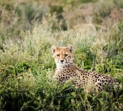 Avistamiento de depredadores cerca del Sanctuary Kichakani Serengeti Camp.