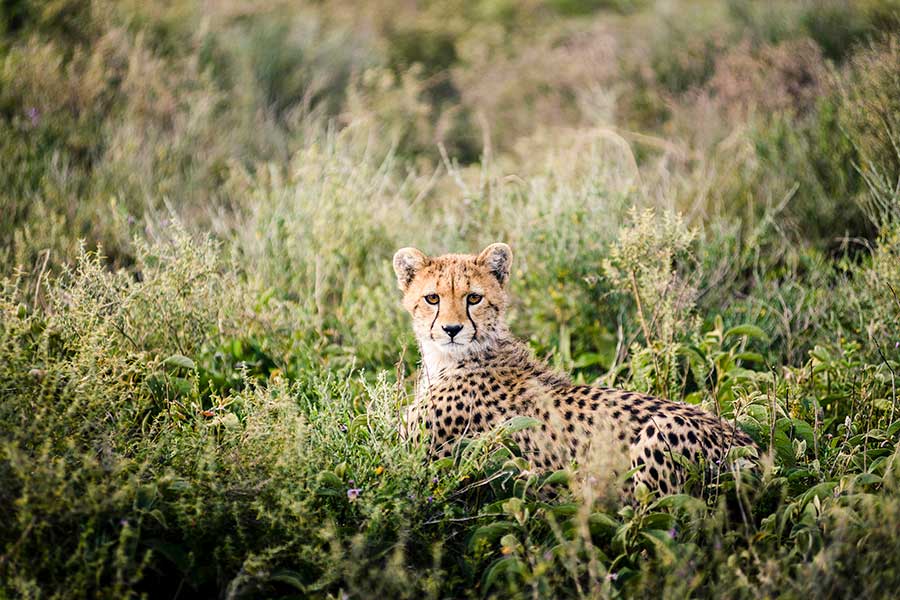 Avistamiento de depredadores cerca del Sanctuary Kichakani Serengeti Camp.