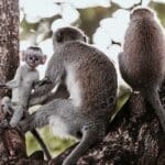 Primates cerca del Arusha Coffee Lodge.