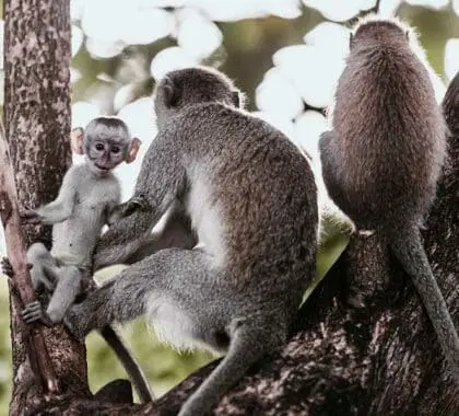 Primates cerca del Arusha Coffee Lodge.
