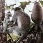 Primates cerca del Arusha Coffee Lodge.
