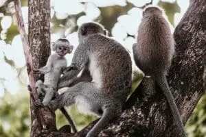 Primates cerca del Arusha Coffee Lodge.