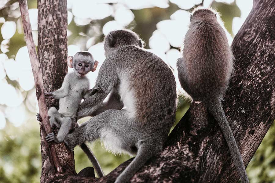 Primates in close proximity to Arusha Coffee Lodge.
