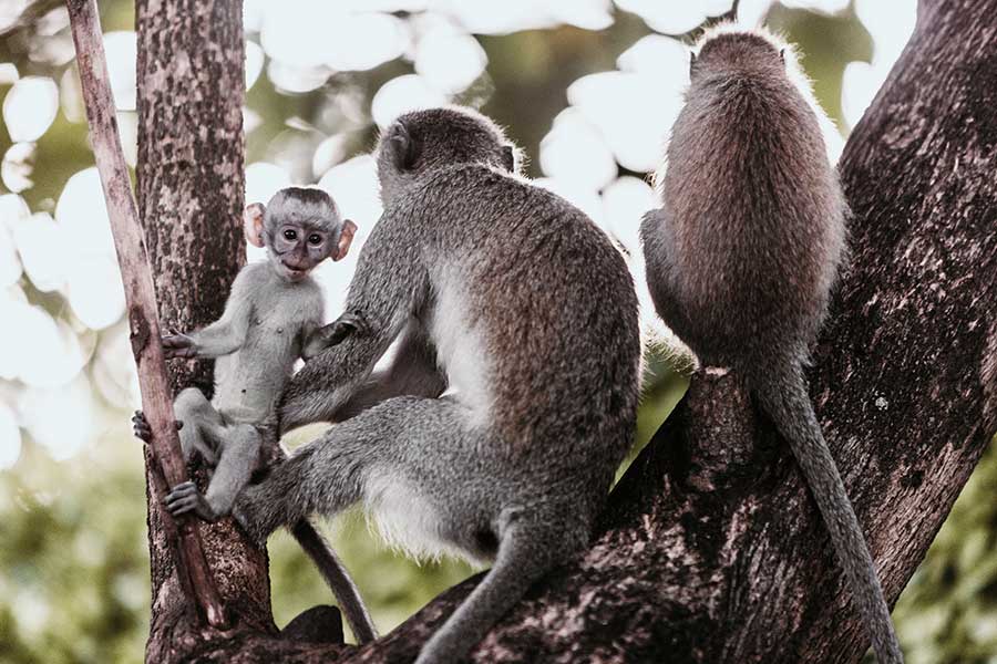 Primates cerca del Arusha Coffee Lodge.