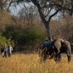 Guided walking safaris are a fantastic way of experiencing the intimacy of the African savannah.