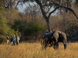 Guided walking safaris are a fantastic way of experiencing the intimacy of the African savannah.