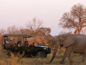 If you've booked a private safari, you'll have exclusive-use of your safari vehicle, ranger and tracker.