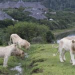 Manada de leones cerca del albergue.