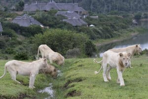 Manada de leones cerca del albergue.