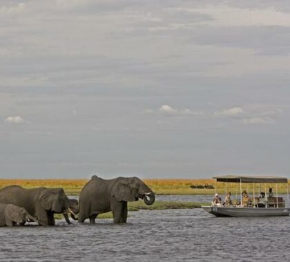 On Safari In Livingstone & Chobe