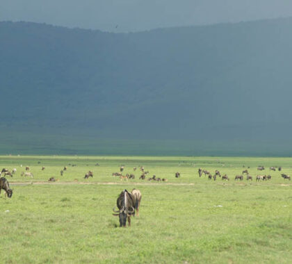 The Ngorongoro Crater has one of the highest concentrations of game in East Africa, a tremendous sight.