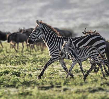 While the Serengeti is most well known for the Great Migration, it's also excellent for year-round game-viewing.