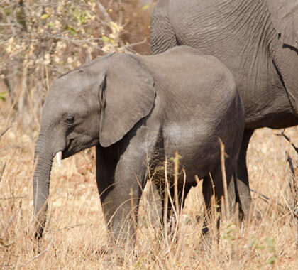Elephants are a constant feature of Botswana's landscape.