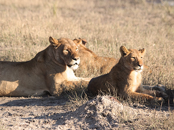 You'll enjoy morning & afternoon game drives, searching for big cats & wild dogs.