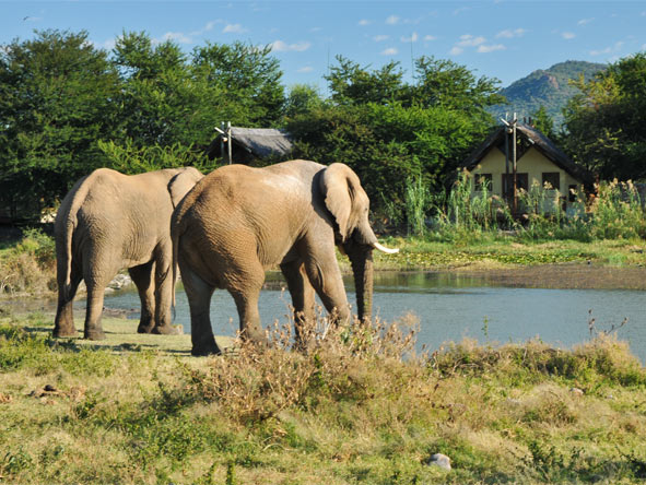 Elephants are common visitors to the waterhole that lies in front of Tau Game Lodge.