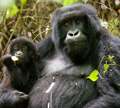 Proud female gorillas & their endearing babies are always a highlight of a gorilla trek.