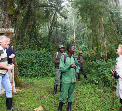 Knowledgable guides & professional rangers lead every gorilla trek, assuring your safety & enjoyment.
